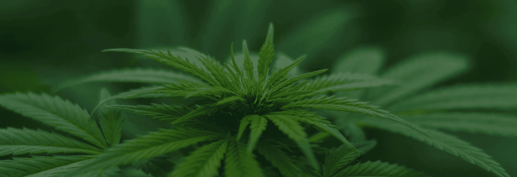 Nahaufnahme einer Hanfpflanze mit grünen Blättern